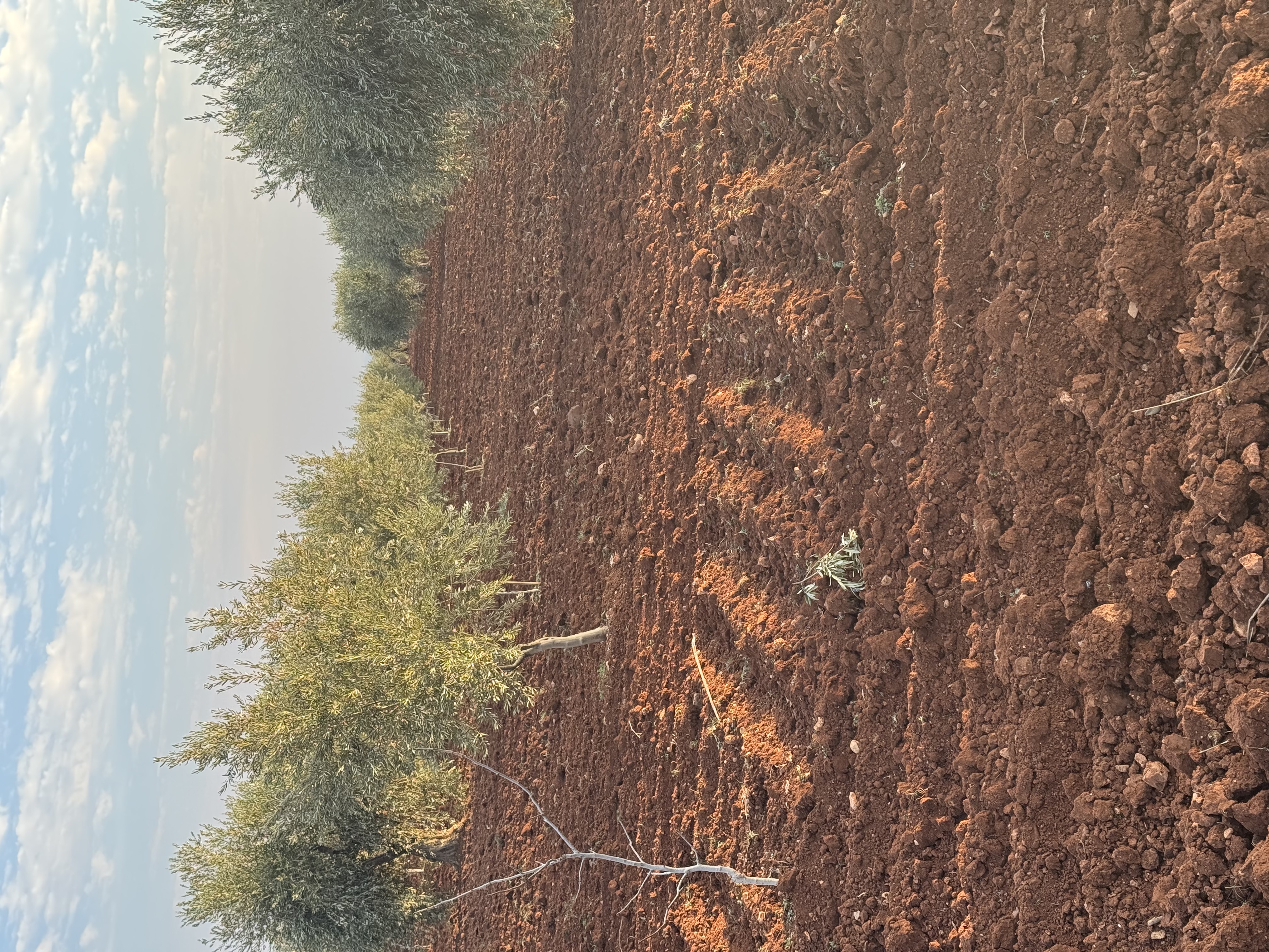 SATILIK ZEYTİNLİK  - KİLİS MERKEZ fotoğraf 10