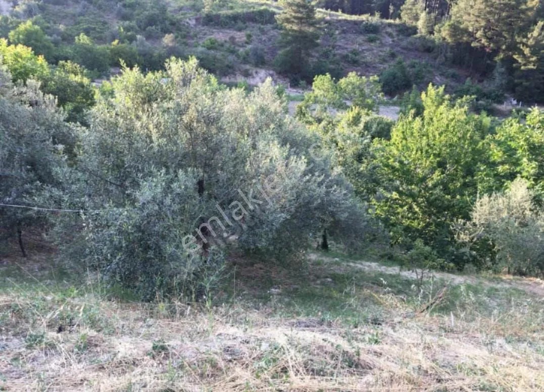 Yeliz'den Manisa Soma'da Merkeze Yakın Hobi Bahçesi - MANİSA SOMA fotoğraf 20