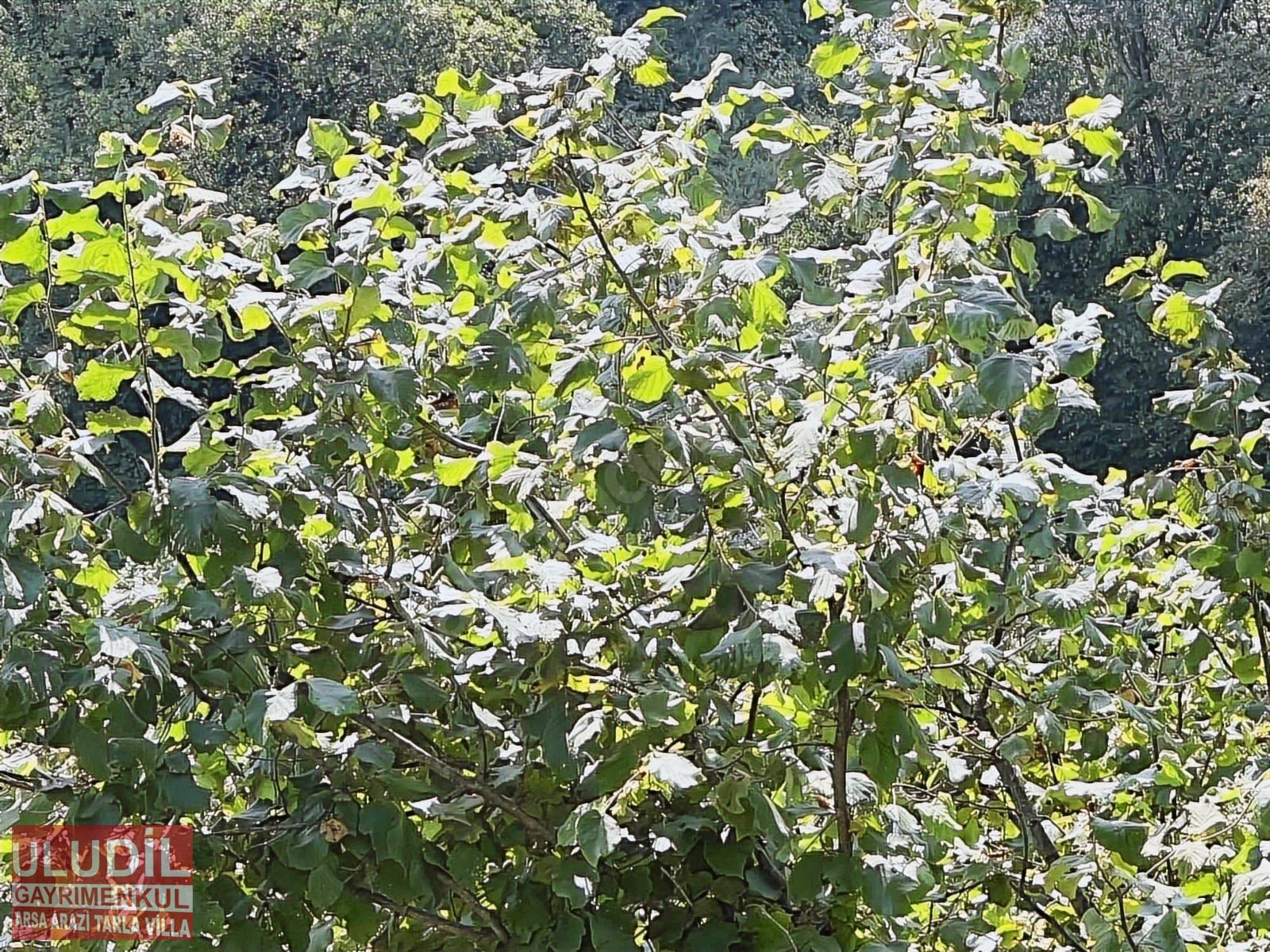 KOCAELİ KANDIRA DÖNGELLİ KÖYÜNDE SATILIK FINDIKLIK ACİL ACİL - KOCAELİ KANDIRA fotoğraf 9