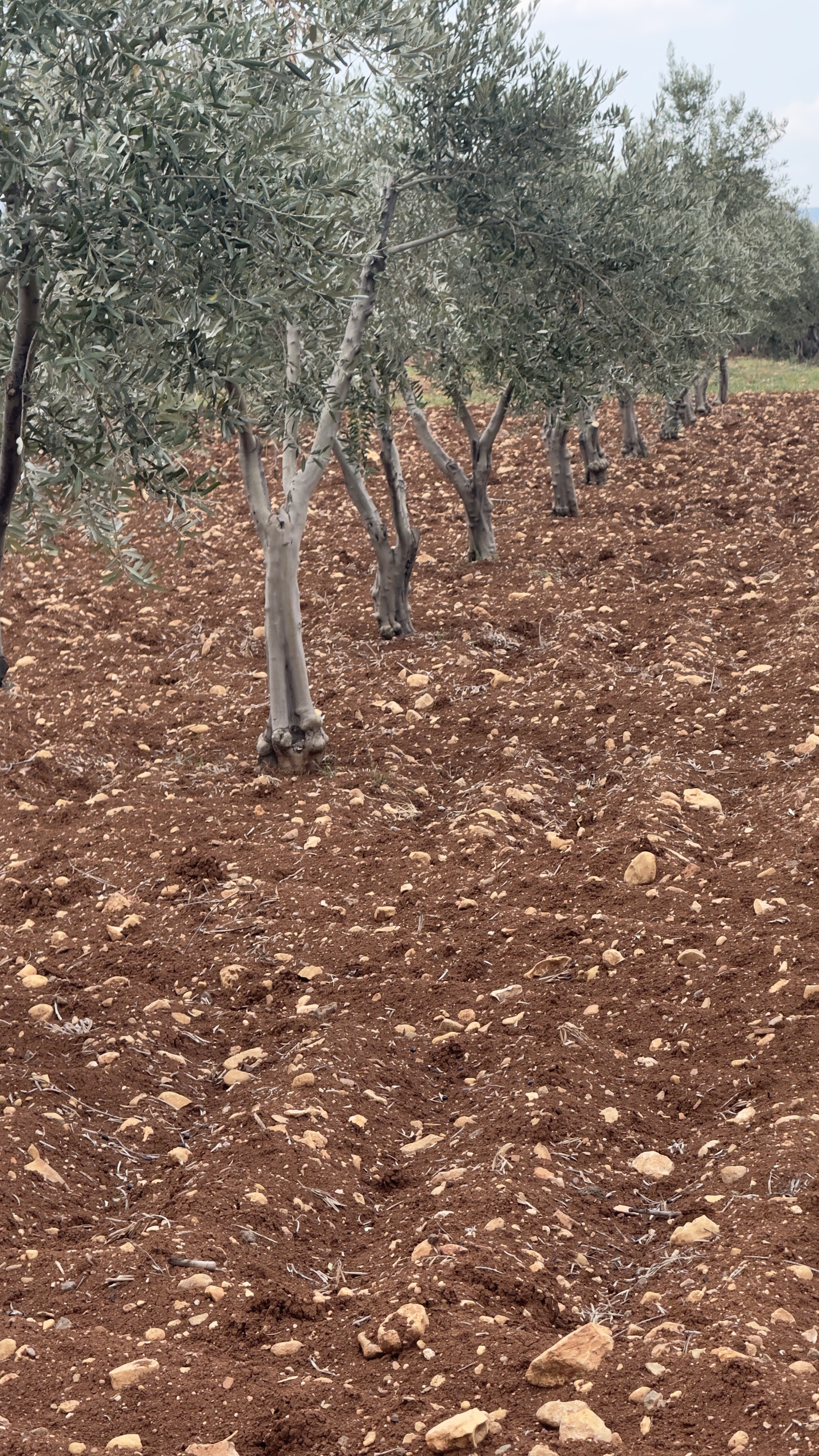 ÖZGÜRoğluEMLAK,tan SATILIK ZEYTİNLİK  - KİLİS MERKEZ fotoğraf 19