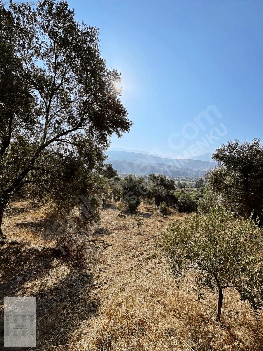 Ortaköyde satılık FIRSAT tarla - MUĞLA SEYDİKEMER fotoğraf 9