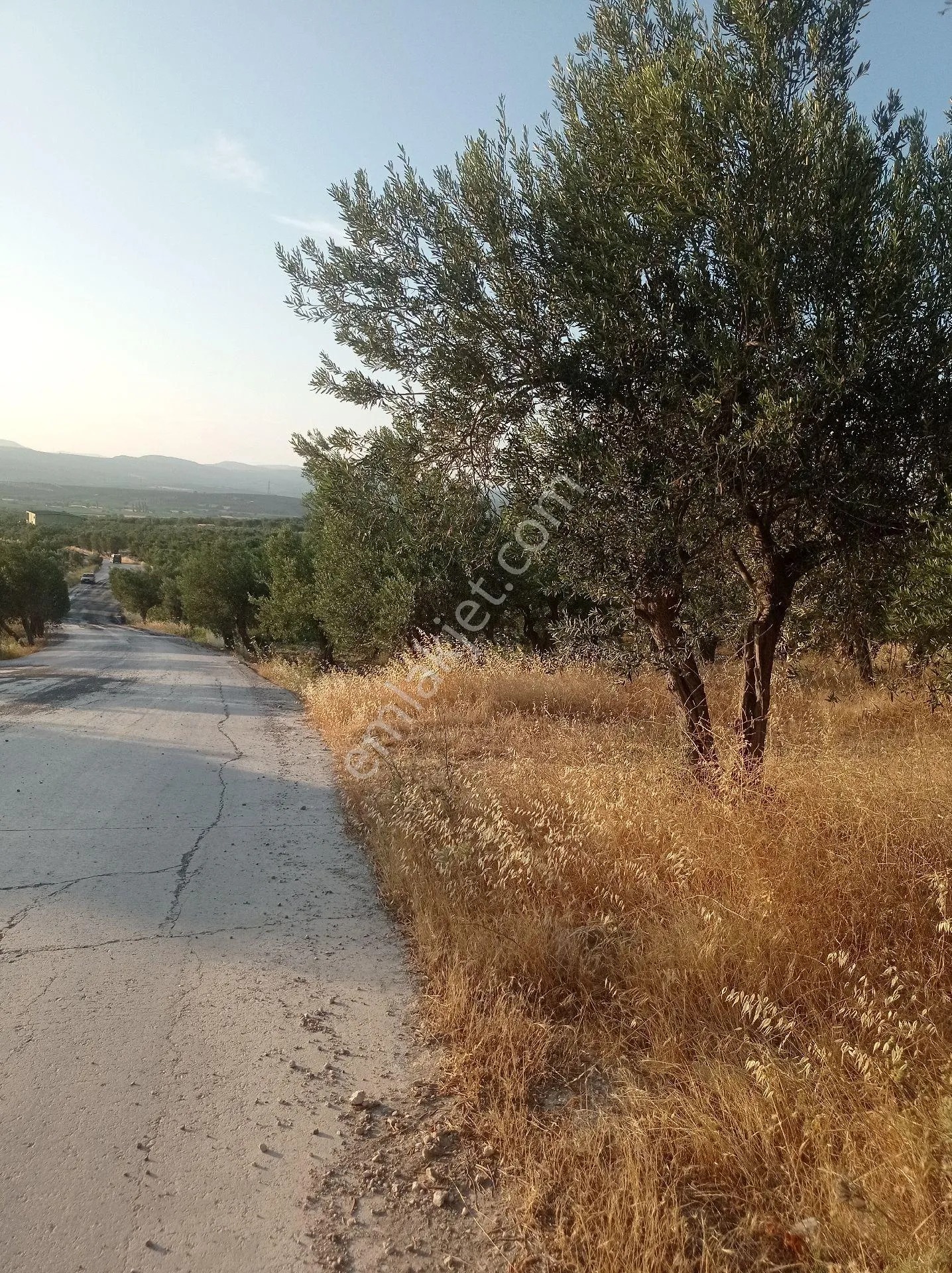 Yeliz'den Manisa Soma'da Asfalt Kenarı Zeytinlik - MANİSA SOMA fotoğraf 11