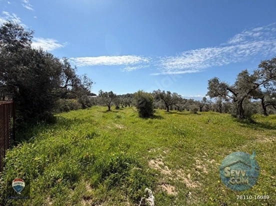 ŞEHIR MERKEZINE YAKIN 11.268 M² SATILIK ZEYTINLIK - AYDIN KUŞADASI fotoğraf 10