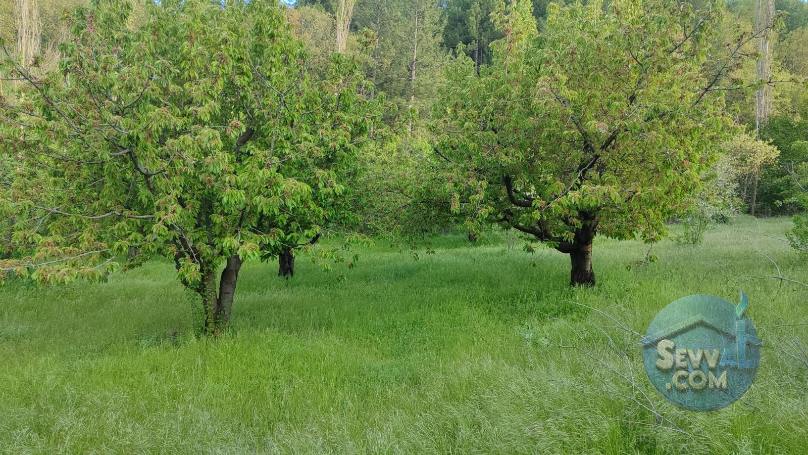 GELECEĞE YATIRIMLIK 6274m² KİRAZ BAHÇESİ - Kütahya Şaphane fotoğraf 24