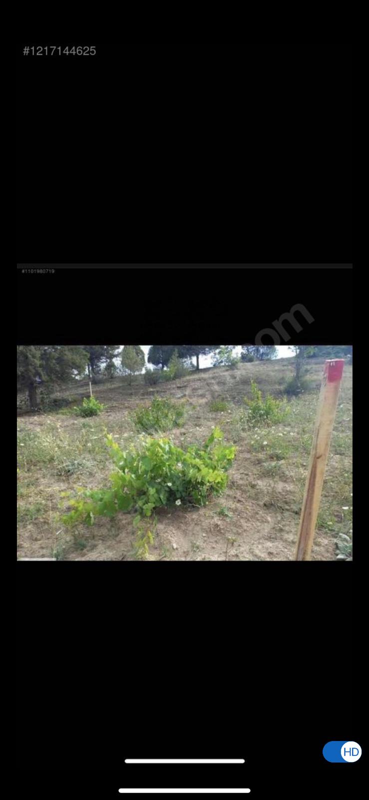 Acil satılık üzüm bağı (pazarlık mevcuttur) - BİLECİK YENİPAZAR fotoğraf 8