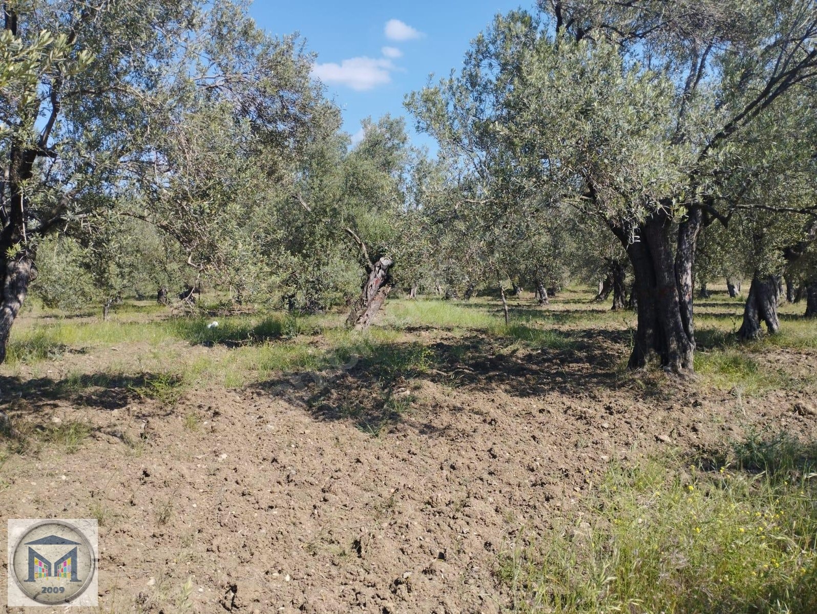HAVRAN HAMAMBAŞI SATILIK 4.300 M2 ZEYTİNLİK - BALIKESİR HAVRAN fotoğraf 10