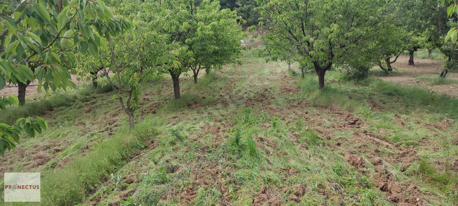 YÖRÜKLER MAHALLESİNDE RESMİ YOLA CEPHE 1186 M2 KİRAZ BAHÇESİ - BURSA İZNİK fotoğraf 6