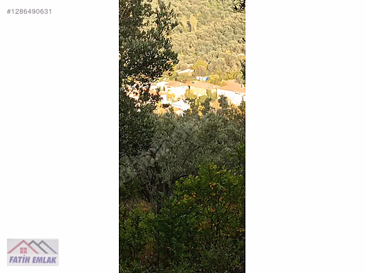 Fatih'ten Karsak ta 1245m2 yolu olan göl manzaralı zeytinlik - BURSA ORHANGAZİ fotoğraf 15