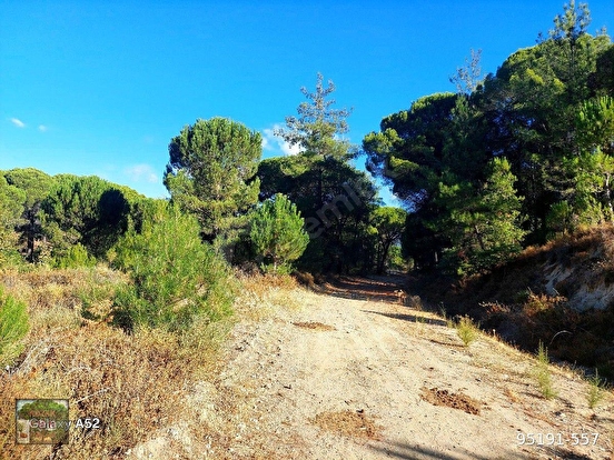 BERGAMA KOZAK YAYLASI YUKARIBEY MAH DE 7850 m2 FISTIKLIK - İZMİR BERGAMA fotoğraf 3