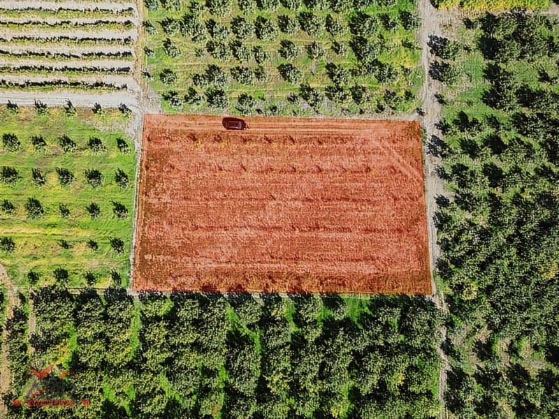SAKARYA GEYVE UMURBEY MAH. 2444,26 M2 SATILIK TARLA - SAKARYA GEYVE fotoğraf 4