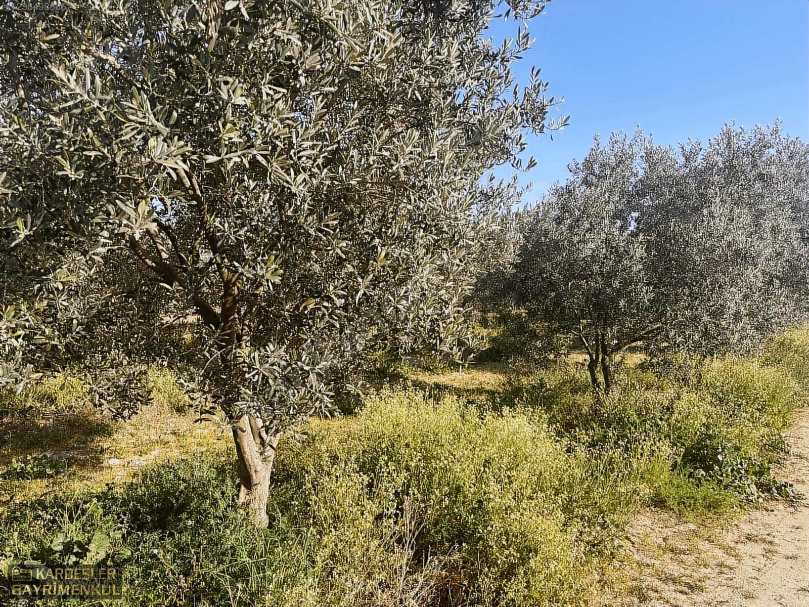 SATILIK GÖLMARMARA SALİHLİ YOLU ÜZERİNDE ASFALT ÜSTÜ ZEYTİNLİK - MANİSA AKHİSAR fotoğraf 21