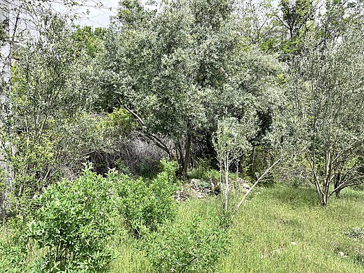   Karaman / Ermenek / Yalındal Köyü 809M² BAHÇE SATILIKTIR.  - KARAMAN ERMENEK fotoğraf 5