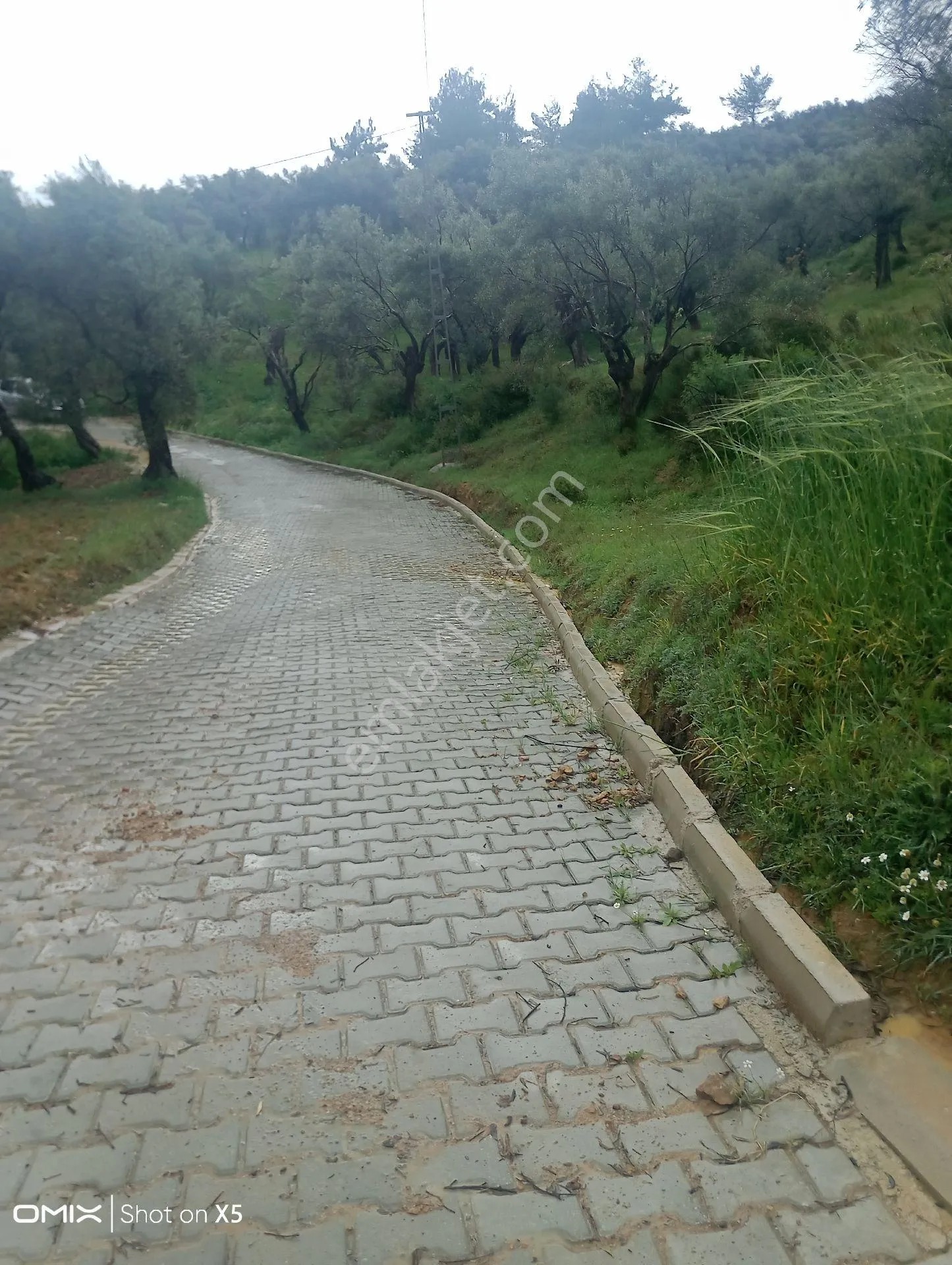 İzmir Torbalı Dirmil Köyünde Tek Tapu 700mt Zeytinlik Satılık - İZMİR TORBALI fotoğraf 13