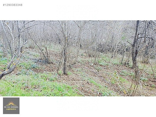 SAKARYA/SAPANCA/MEMNUNİYE MAH. SATILIK EV VE FINDIK BAHÇESİ - SAKARYA SAPANCA fotoğraf 12