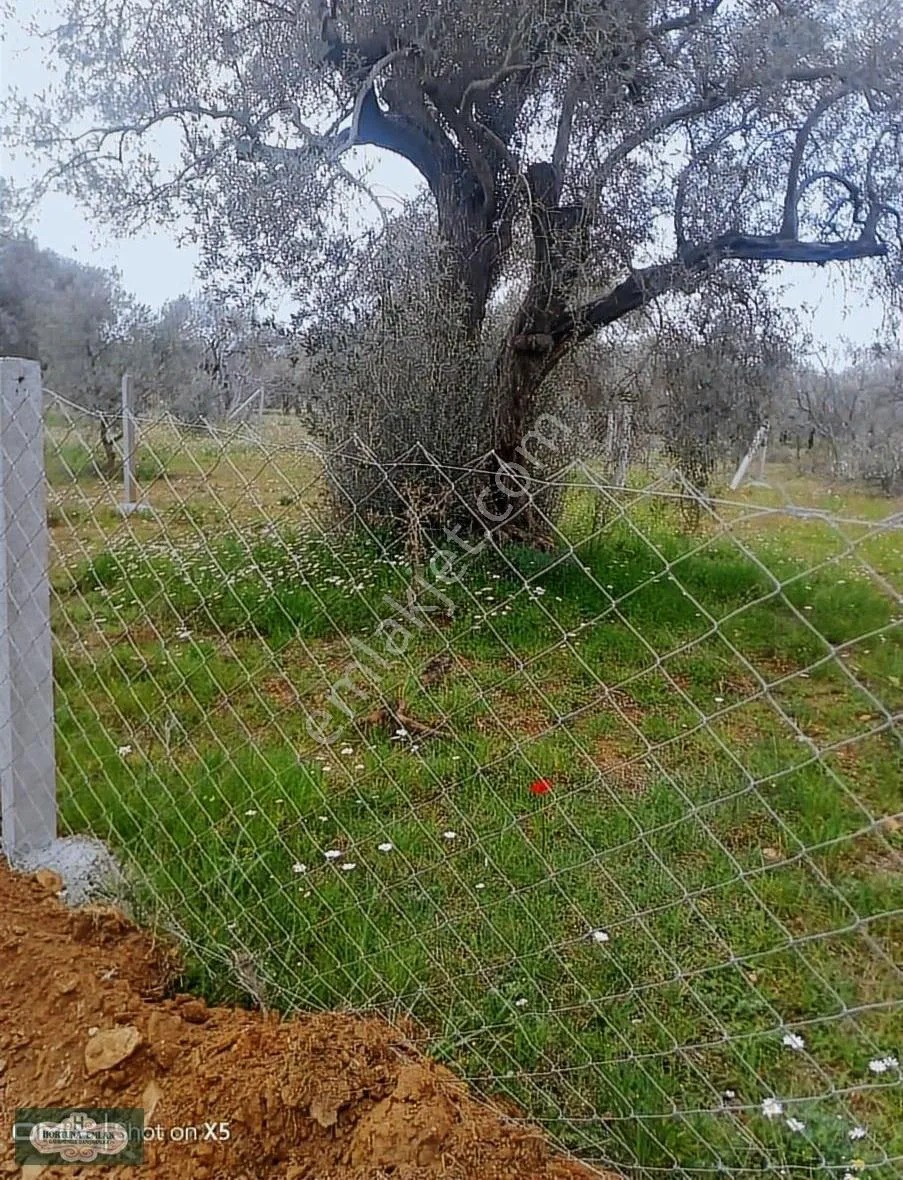 İzmir Torbalı Helvacı Köyünde 260m2 Ata Toprağı Satılık - İZMİR TORBALI fotoğraf 3
