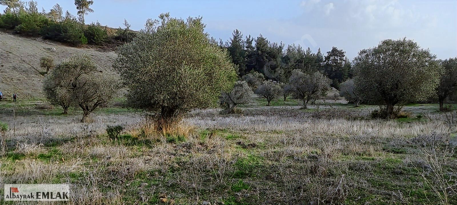 MANİSA SARIALAN DA SATILIK 15.DÖNÜM KUPON ZEYTİNLİK 3.300.000 TL - MANİSA ŞEHZADELER fotoğraf 3