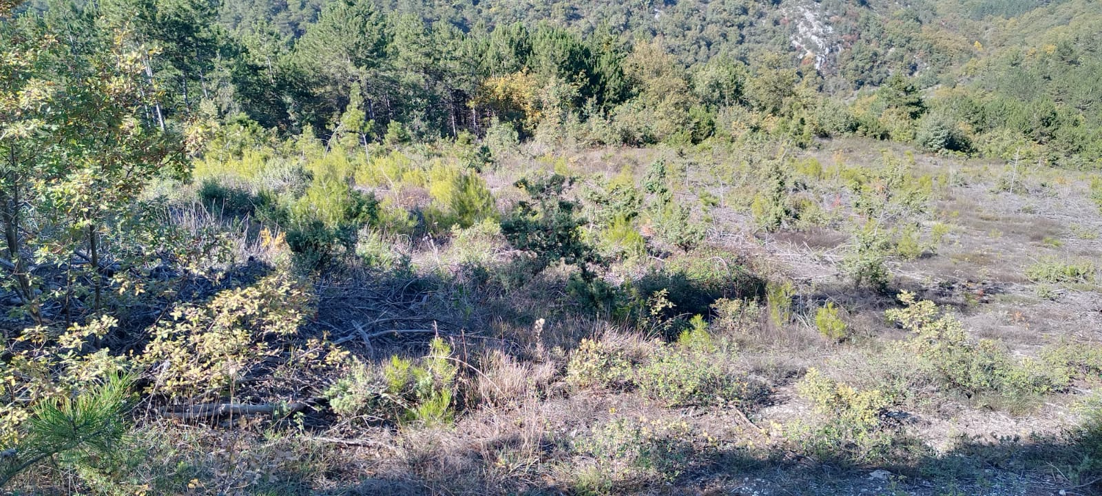 4681 m2 Yolu Olan Yatırımlık - BİLECİK MERKEZ fotoğraf 2