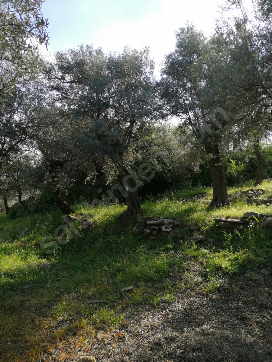 İZMİR BAYINDIR KIZILOVA  KÖYÜNDE 182  M² ZEYTİNLİK  SATILIKTIR - İZMİR BAYINDIR fotoğraf 18