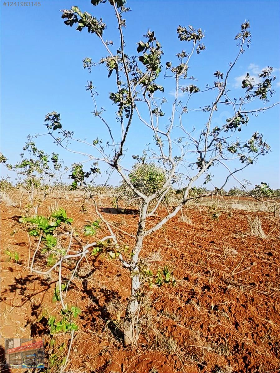 yavuzlu tapulu 46 agac fıstık 4 büyük 40 fidan zeytin acil - KİLİS MERKEZ fotoğraf 2
