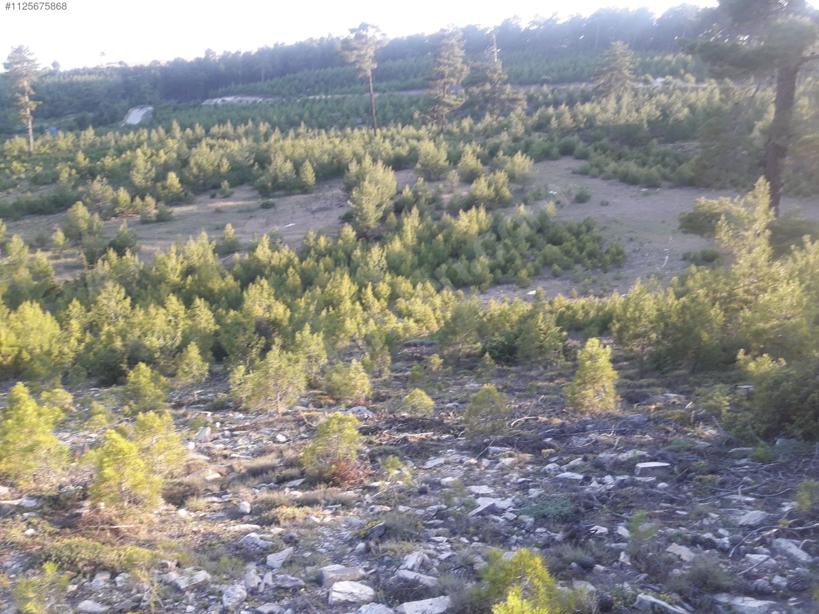 DENİZLİ ÇAMELİ KOLAK KÖYÜNDE  686 M²  ARSA SATILIKTIR - DENİZLİ ÇAMELİ fotoğraf 8