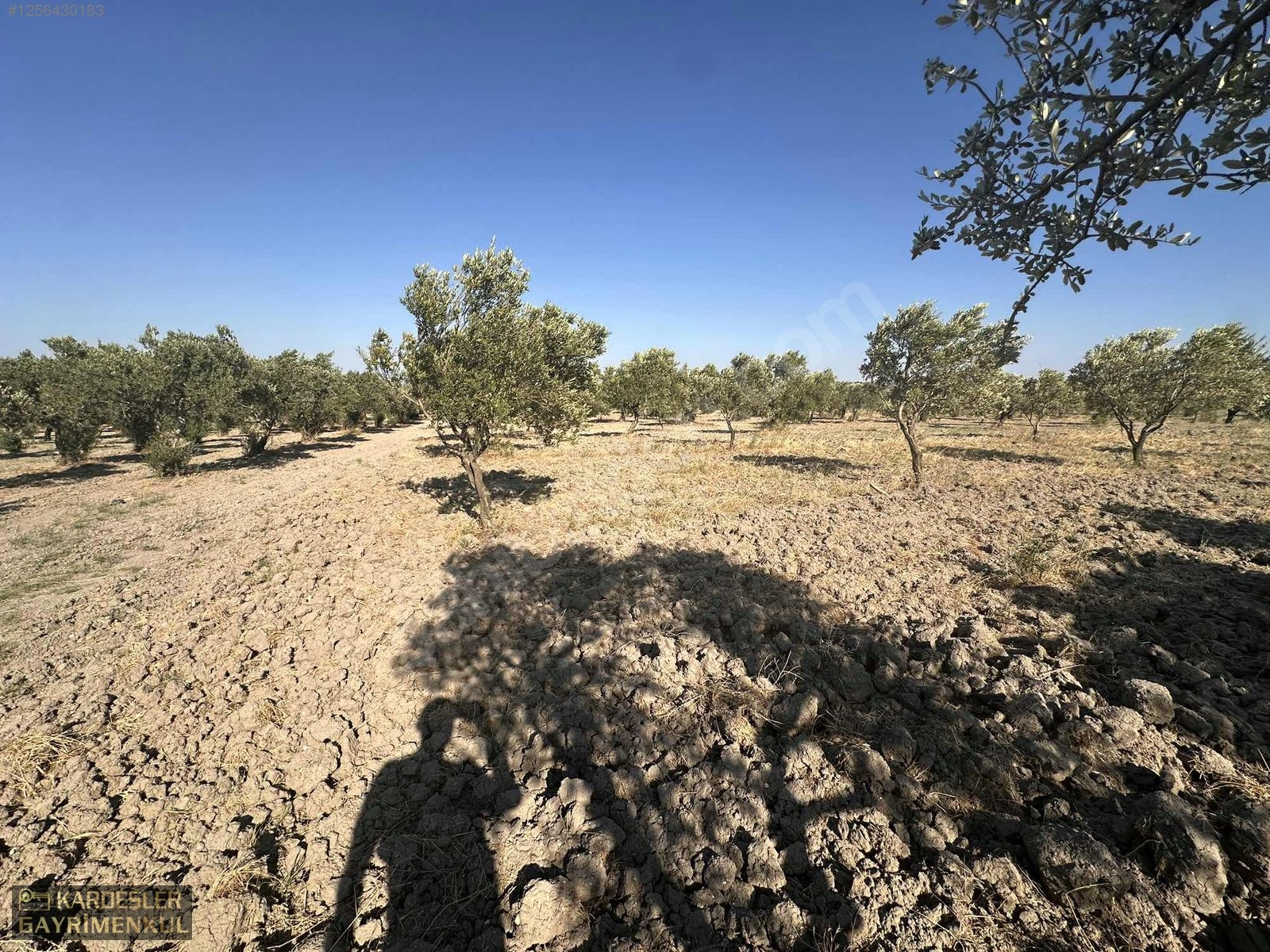 BALLICA DA SATILIK KÖYE 800 METRE MESAFEDEDİR TRILYE BAHÇESİ - MANİSA AKHİSAR fotoğraf 6