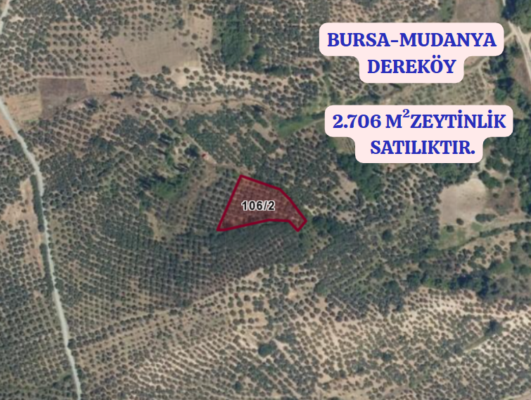 BURSA MUDANYA DEREKÖY KÖYÜNDE 2.706 M²  ZEYTİNLİK SATILIKTIR - BURSA MUDANYA fotoğraf 2