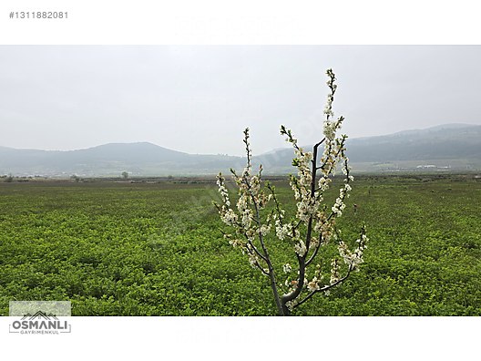 YEŞİLÇİMEN'DE SUYU YOLU OLAN ÇİFTLİK ARAZİSİ - BİLECİK OSMANELİ fotoğraf 5