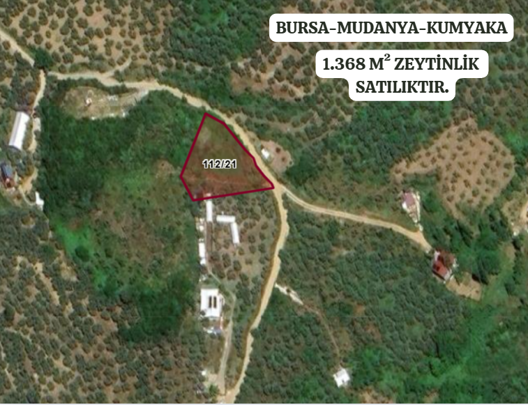 BURSA MUDANYA KUMYAKA 1.368  M²  ZEYTİNLİK  SATILIKTIR - BURSA MUDANYA fotoğraf 2