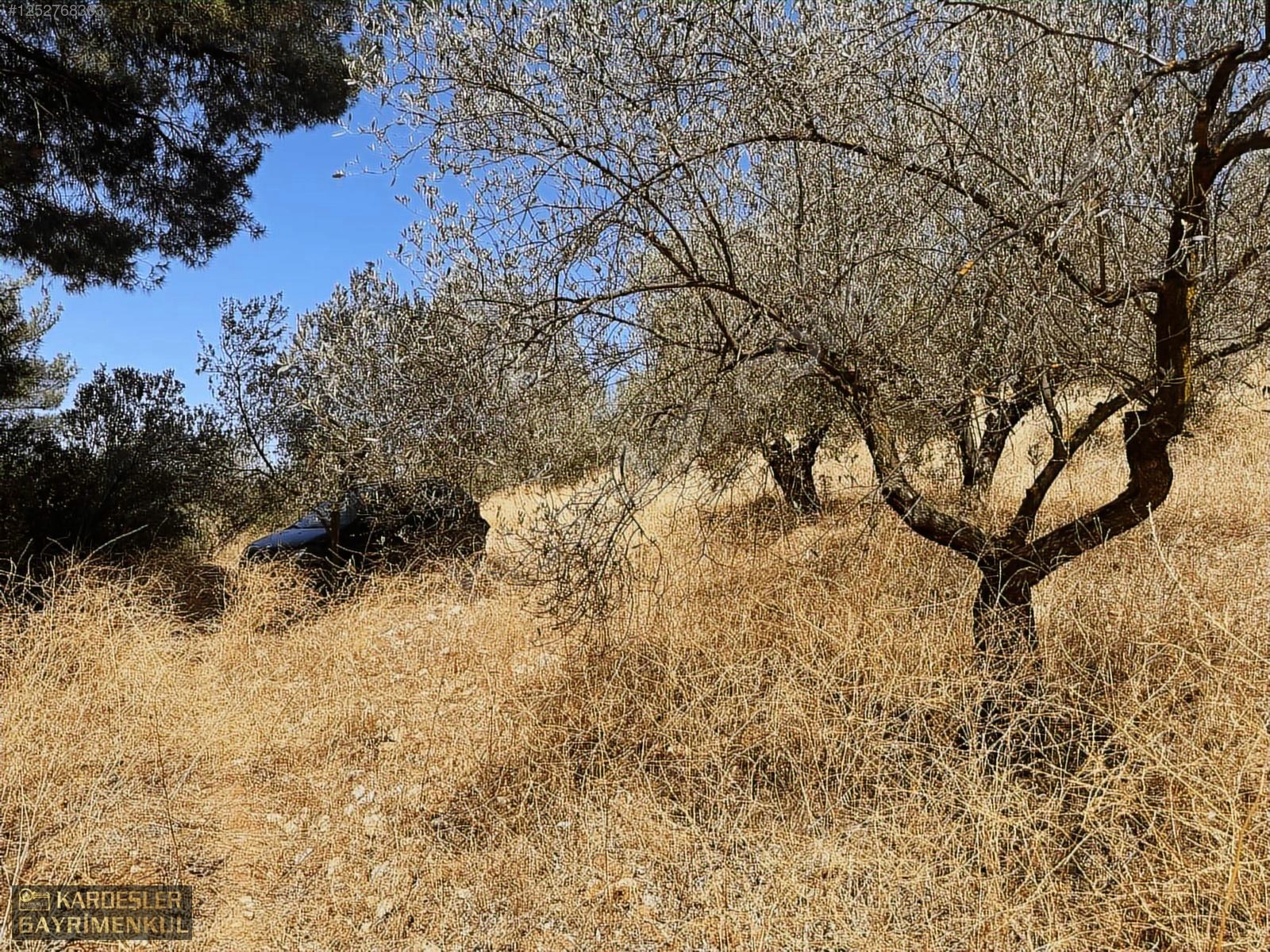 SATILIK CUMHURİYET MAHALLESİNDE TEK TAPU 4.489m2 ZEYTİNLİK - MANİSA AKHİSAR fotoğraf 13