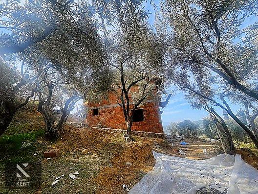 Kemalpaşa Aşağıkızılca Satılık 1758 M2 Tek Tapu Zeytinlik - İZMİR KEMALPAŞA fotoğraf 6