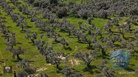 ŞEHIR MERKEZINE YAKIN 15.033 M² SATILIK ZEYTINLIK - AYDIN KUŞADASI fotoğraf 8