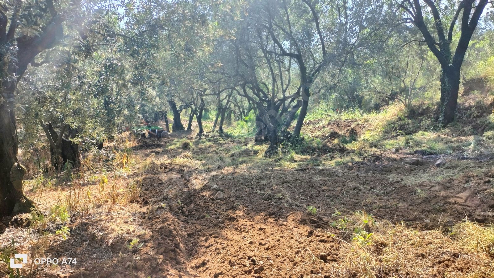 BURSA MUDANYA ÇEPNİ KÖYÜNDE 338 M²  ZEYTİNLİK SATILIKTIR - BURSA MUDANYA fotoğraf 15