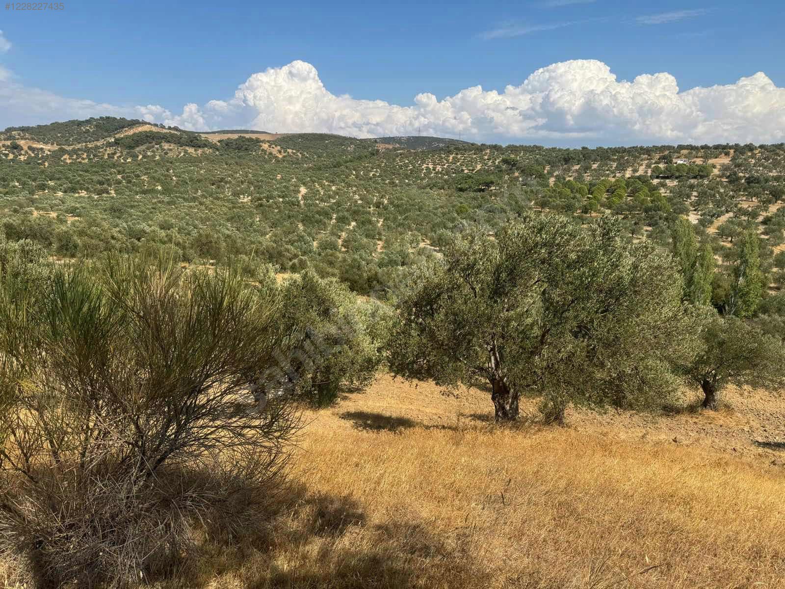 İZMİR ALİAĞA AŞAĞIŞAKRAN MAHALLESİNDE’NDE 8.320 M² ZEYTİNLİK SATILIKTIR - İZMİR ALİAĞA fotoğraf 6