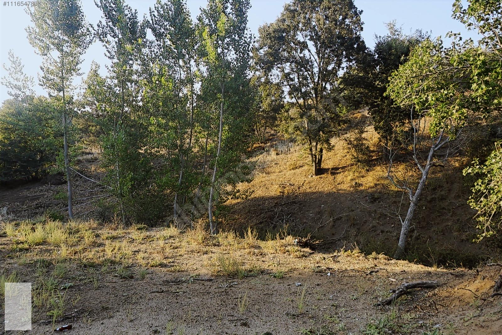 ÇANAKKALE BAYRAMİÇ SERHAT KÖYÜ 592 m2 % 80 İMARLI ARSA - ÇANAKKALE BAYRAMİÇ fotoğraf 4