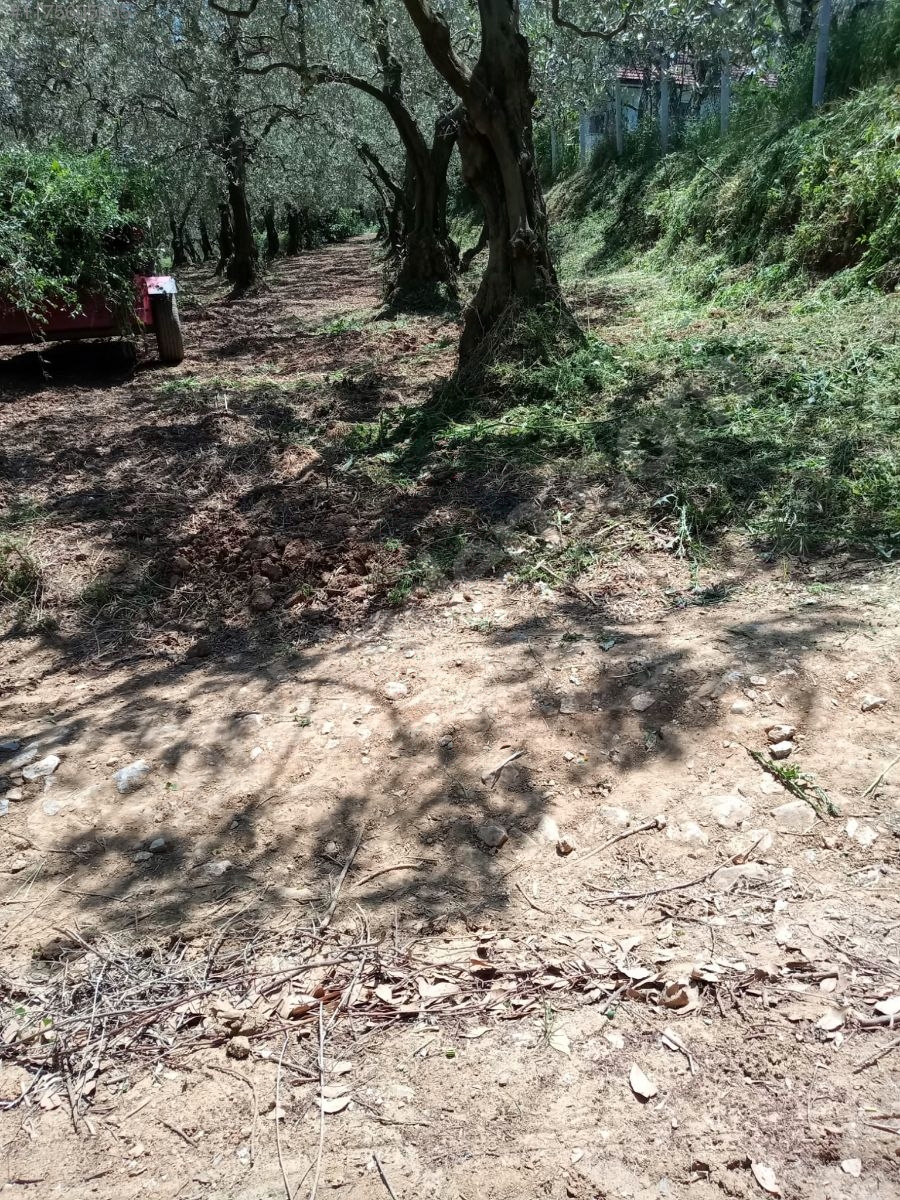 BURSA İZNİK DERBENT'TE 613 M² ZEYTİNLİK SATILIKTIR - BURSA İZNİK fotoğraf 20