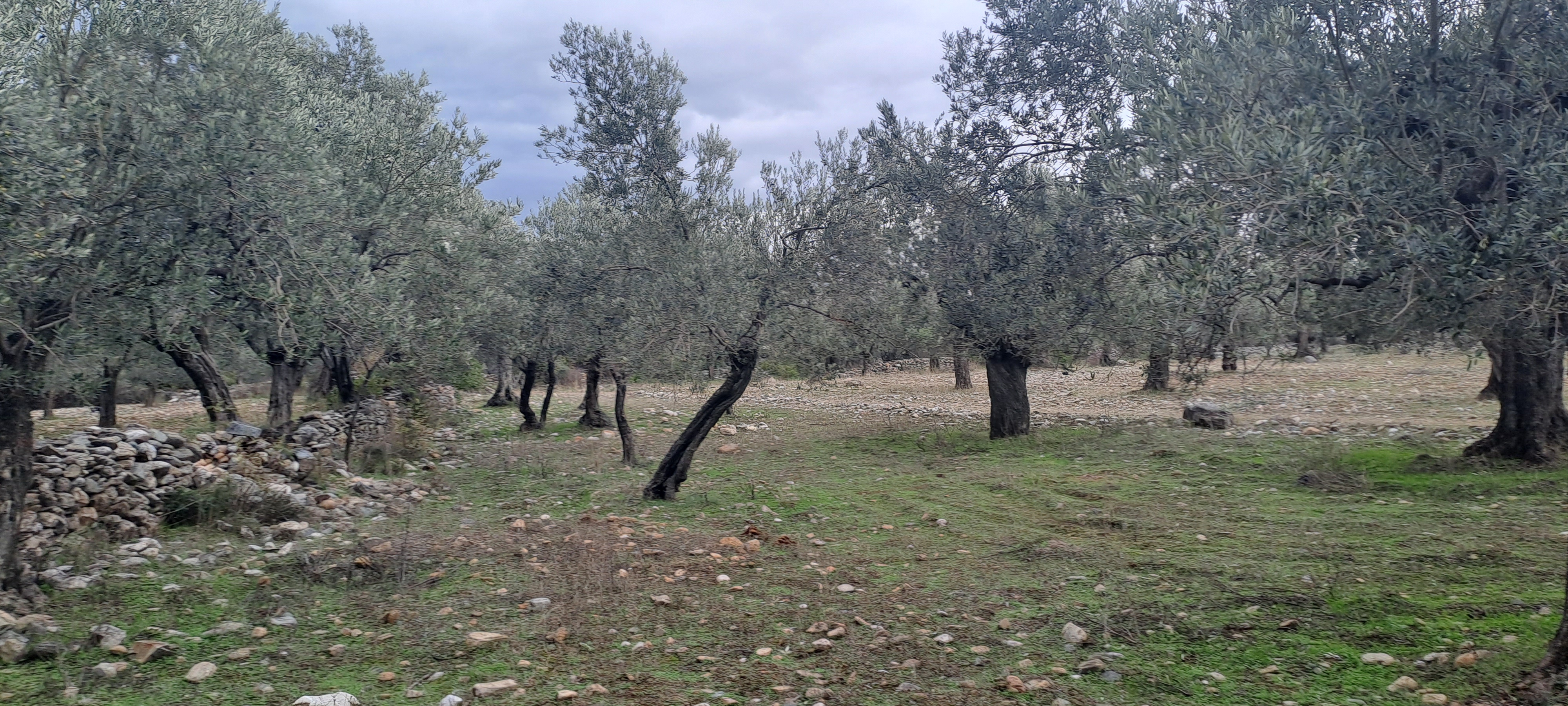 HAKANOĞLU GROUP'TAN EDREMİT ZEYTİNLİ MAH. SATILIK ZEYTİNLİK - BALIKESİR EDREMİT fotoğraf 10