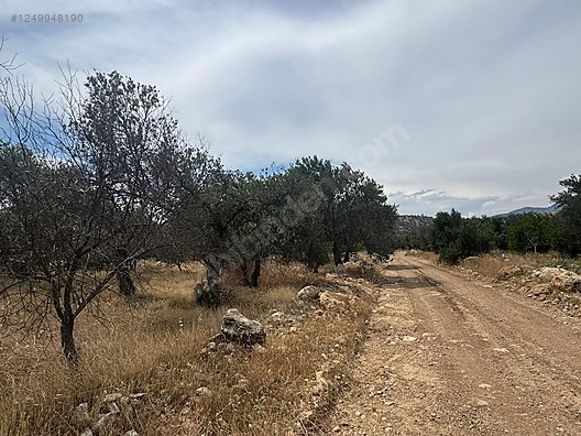   MERSİN MUT YAPINTI KÖYÜ 905M² HİSSESİZ ZEYTİN BAHÇEMİZ SATILIKTIR.  - MERSİN MUT fotoğraf 8