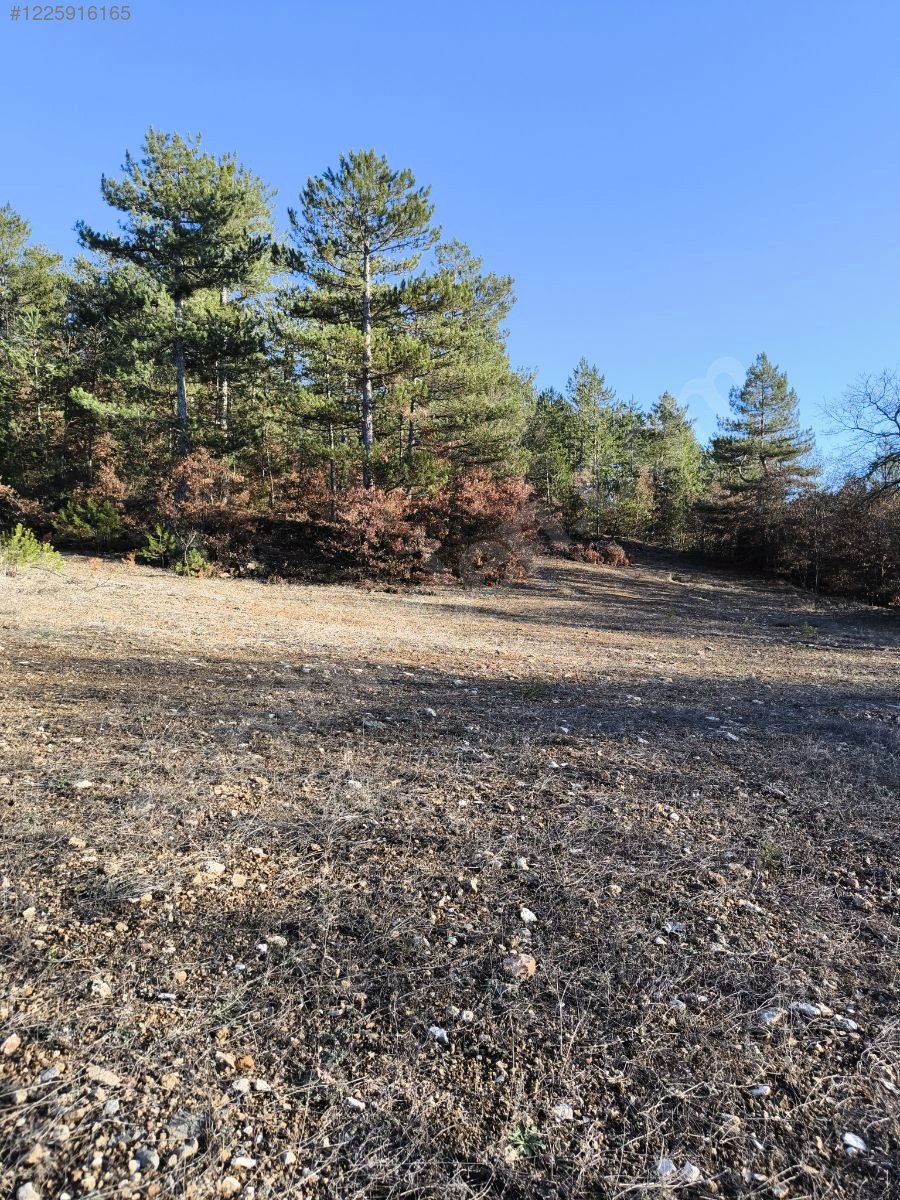 BURSA KELEŞ BAŞAK KÖYÜ’NDE 5.731 M²  TARLA SATILIKTIR - BURSA KELES fotoğraf 6