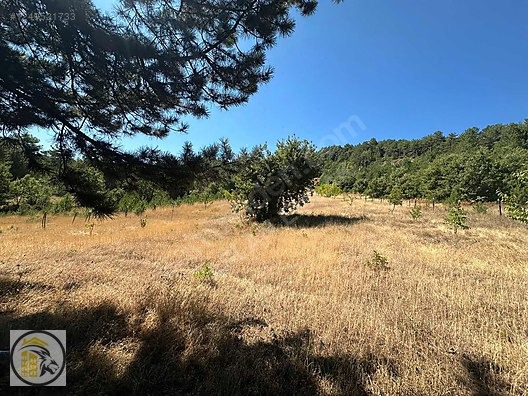 ASLAN EMLAK'TAN SATILIK KÜTAHYA HİSARCIKTA 1509 M2 AĞAÇLI TARLA - KÜTAHYA HİSARCIK fotoğraf 7