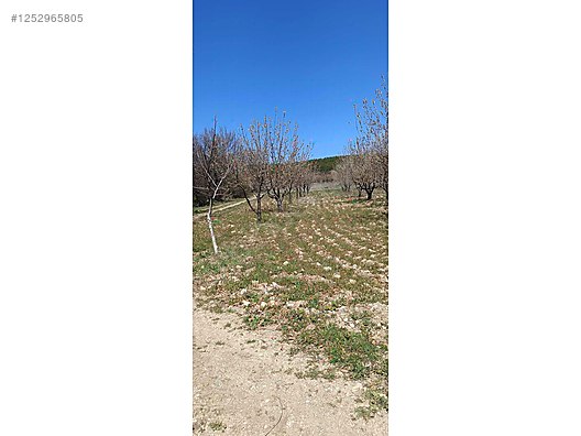 BURSA KELES MENTEŞE KÖYÜNDE  6.297  M² BAĞ SATILIKTIR - BURSA KELES fotoğraf 9
