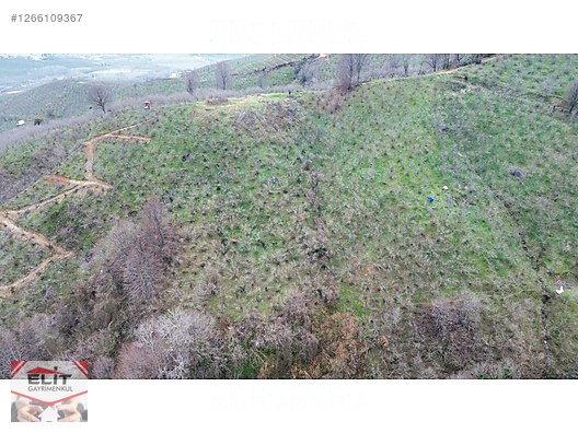 DÜZCE AKÇAKOCA DA EV YAPIMINA UYGUN SATILIK 7.768 M2 FINDIKLIK - DÜZCE AKÇAKOCA fotoğraf 13