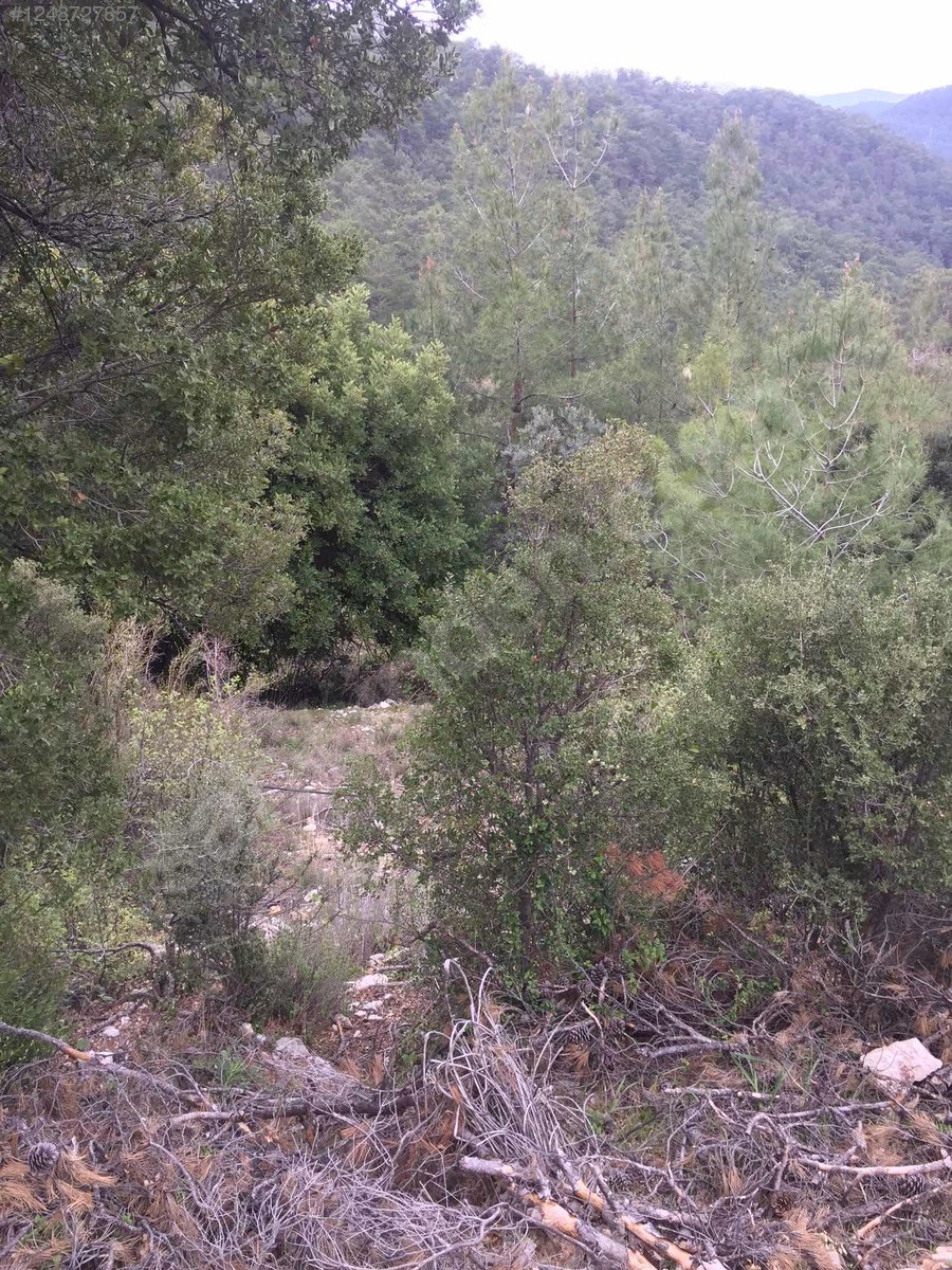 Antalya / Kumluca / Karacaören Mahallesinde 918 m² SATILIK TARLA - ANTALYA KUMLUCA fotoğraf 9