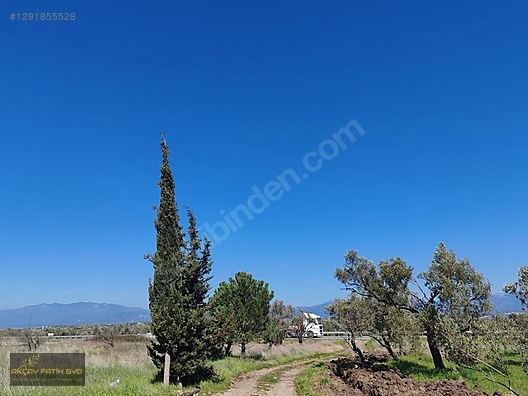 HAVRAN MESCİT MAHALLESİ OTOYOLA YAKIN 10 DÖNÜM SATIILIK ZEYTİNLİ - BALIKESİR HAVRAN fotoğraf 5