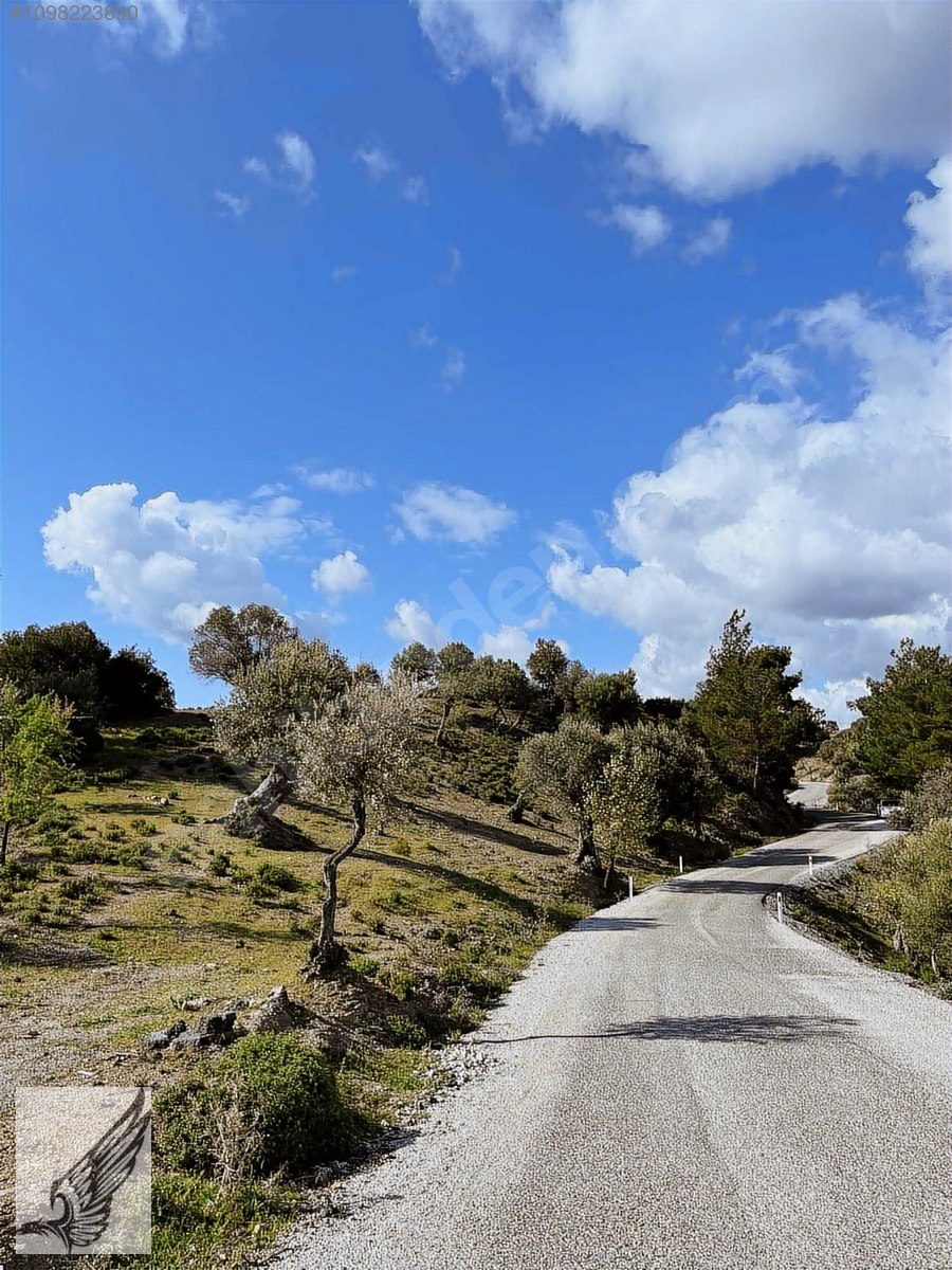 BEYLER KÖYÜNDE 1.790M2 100 METRE YOL CEPHELİ ZEYTİNLİK - İZMİR SEFERİHİSAR fotoğraf 5