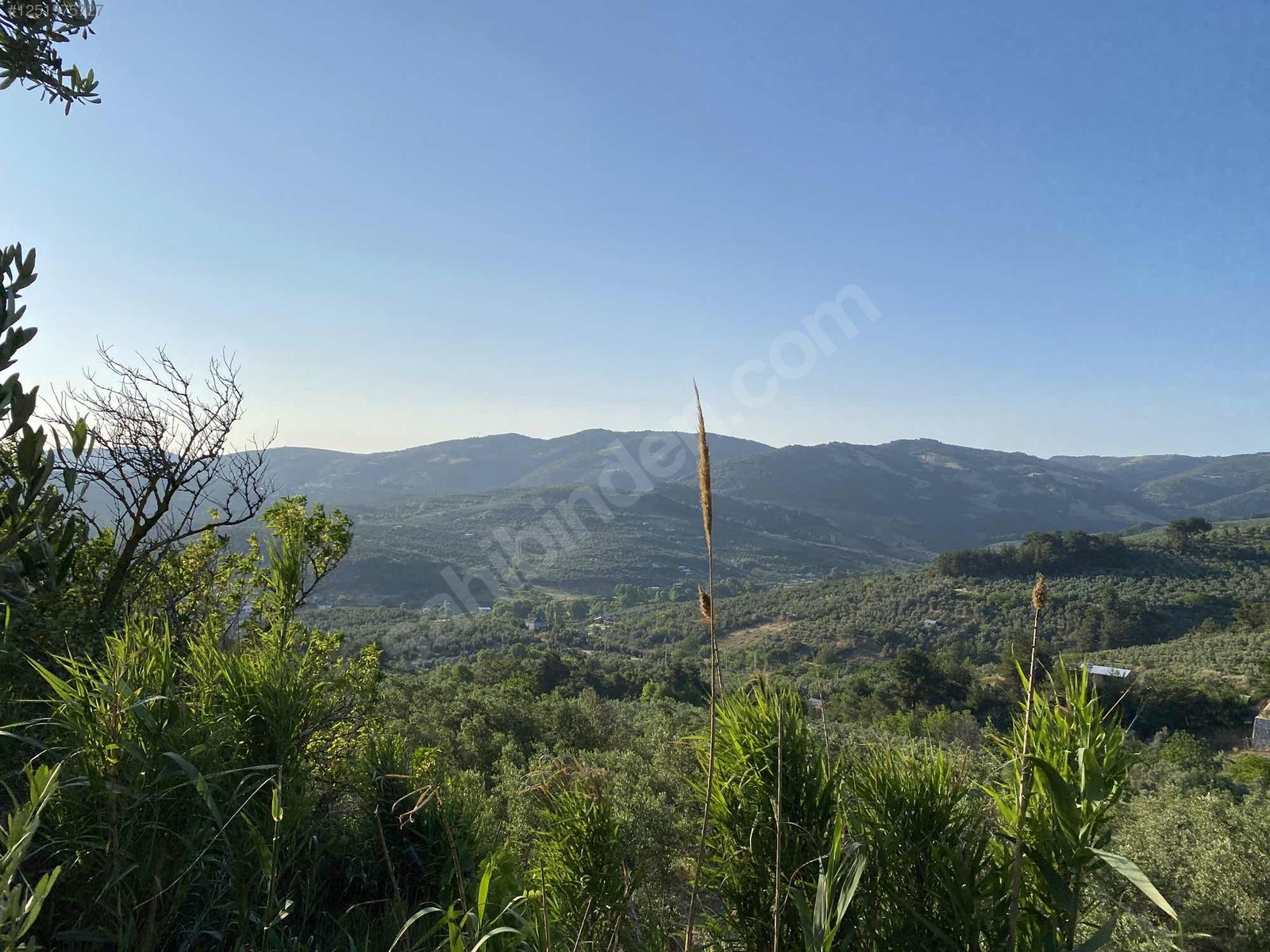 BURSA MUDANYA DEREKÖY KÖYÜNDE 3.673 M² ZETİNLİK SATILIKTIR. - BURSA MUDANYA fotoğraf 22