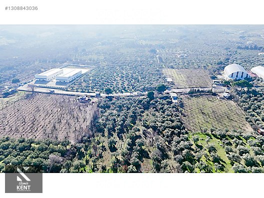 Kemalpaşa M.Akif Ersoy Satılık 7.250 m2 Bahçe Tek Tapu - İZMİR KEMALPAŞA fotoğraf 31