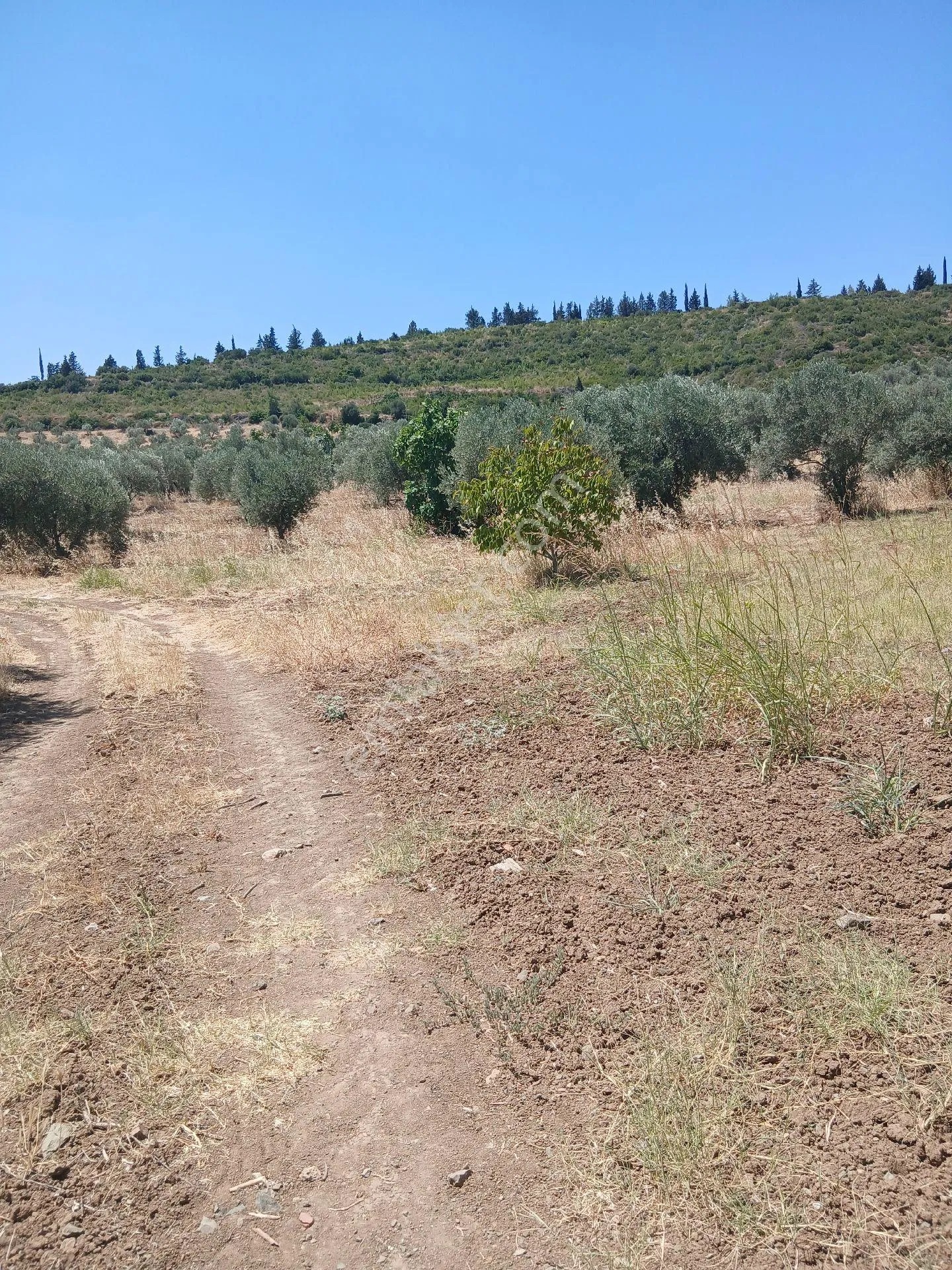 İzmir Torbalı Yazıbaşında 3.800m2 Zeytinlik Satılık - İZMİR TORBALI fotoğraf 12