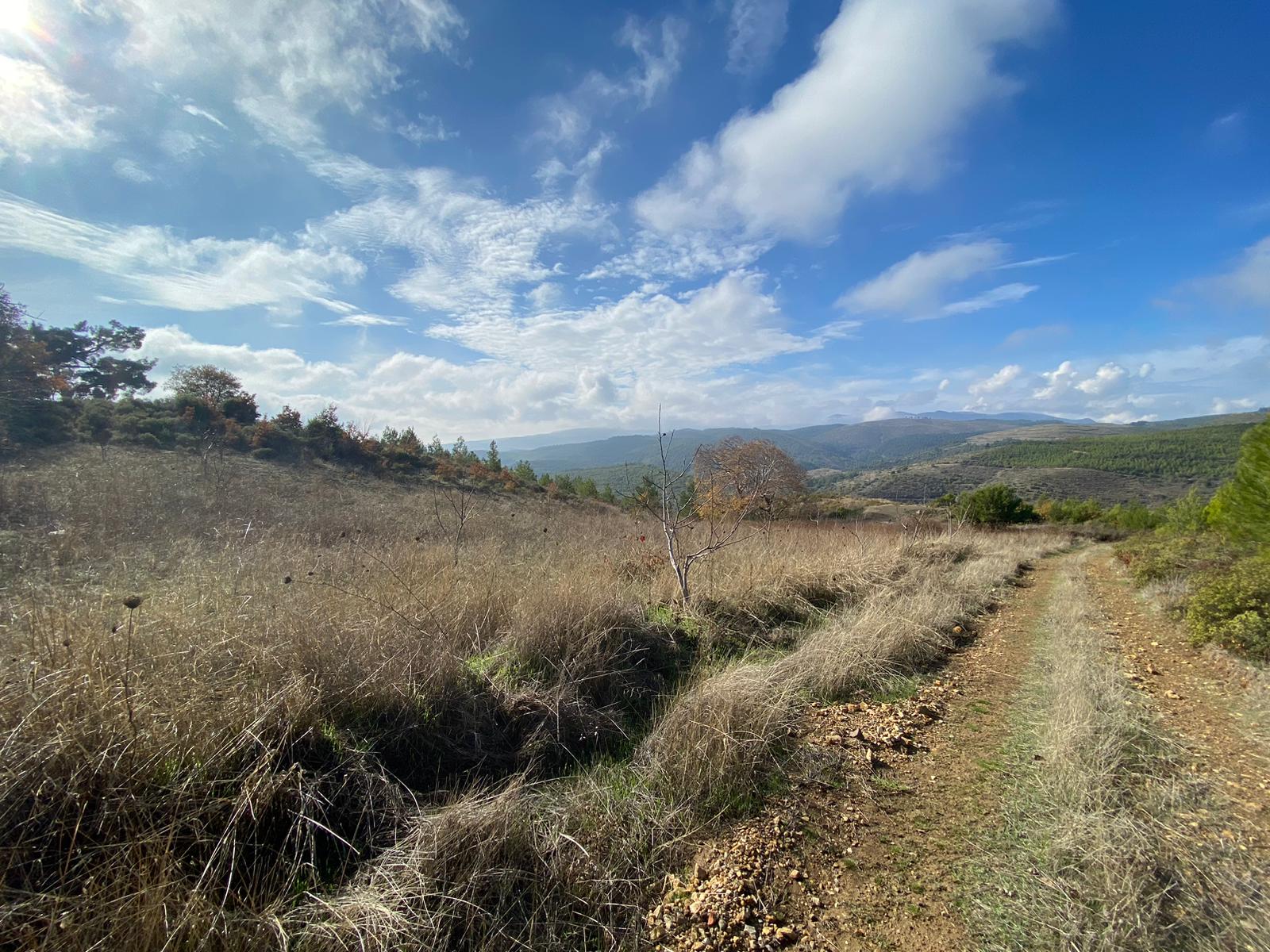 Manisa Yunusemre Büyüksümbüller Mah. Satılık Tarla - MANİSA YUNUSEMRE fotoğraf 2
