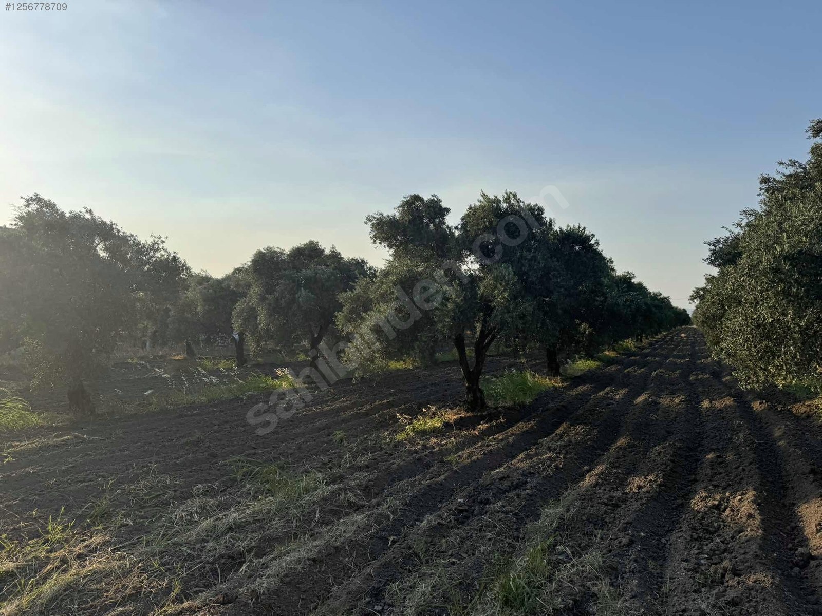 DOSTLARDAN BEKİRLER GİRİŞİNDE SATILIK ZEYTİNLİK - MANİSA AKHİSAR fotoğraf 2