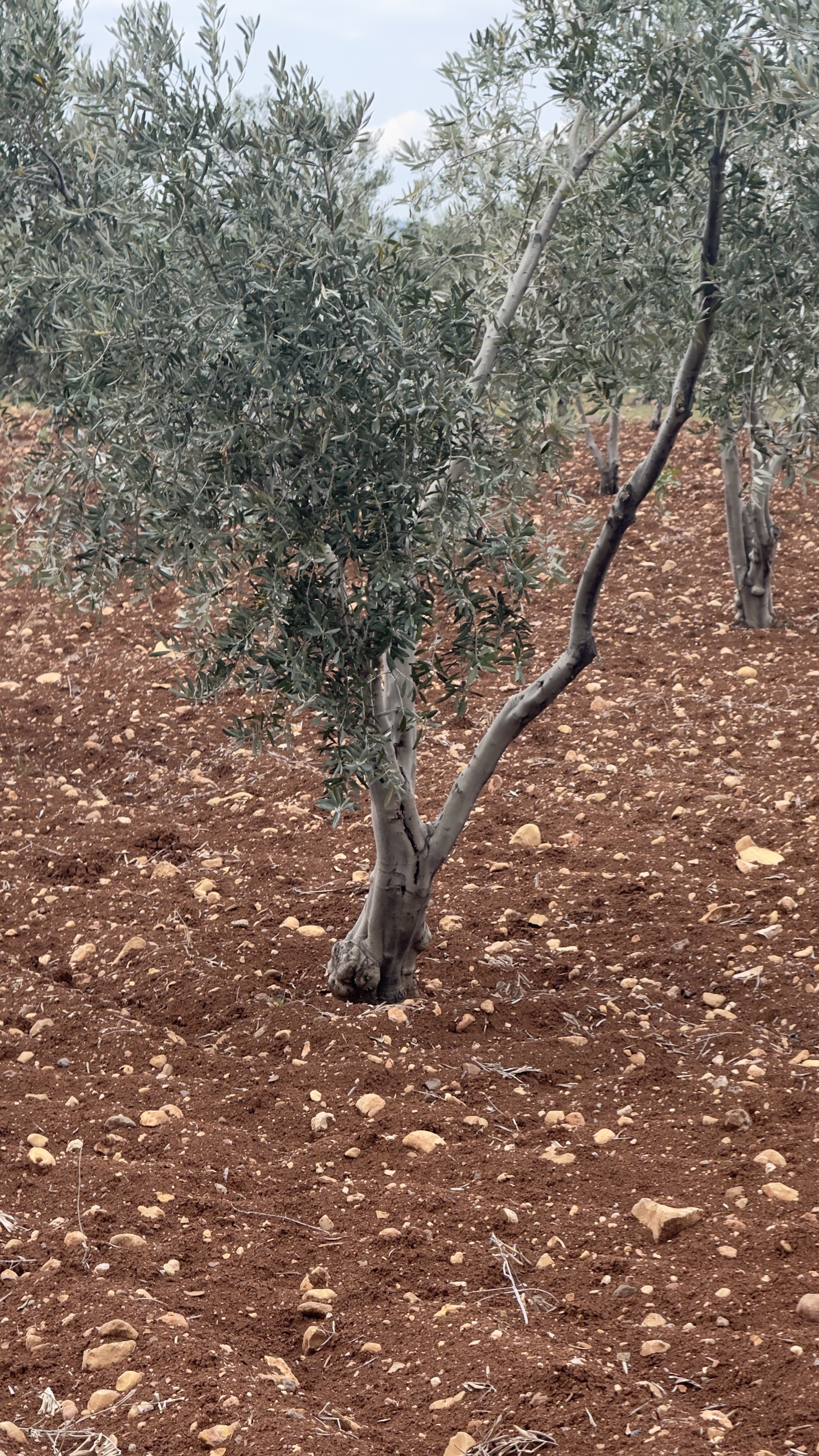 ÖZGÜRoğluEMLAK,tan SATILIK ZEYTİNLİK  - KİLİS MERKEZ fotoğraf 21